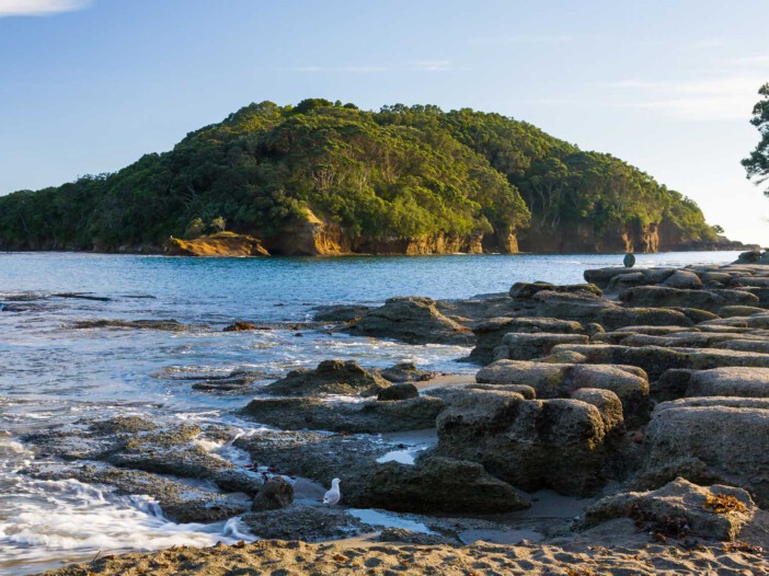 Bellbirds, kākā, and vibrant green kākāriki are returning to the parkland, arriving from their protected home on Tiritiri Matangi located in Rodney District, north of Auckland.