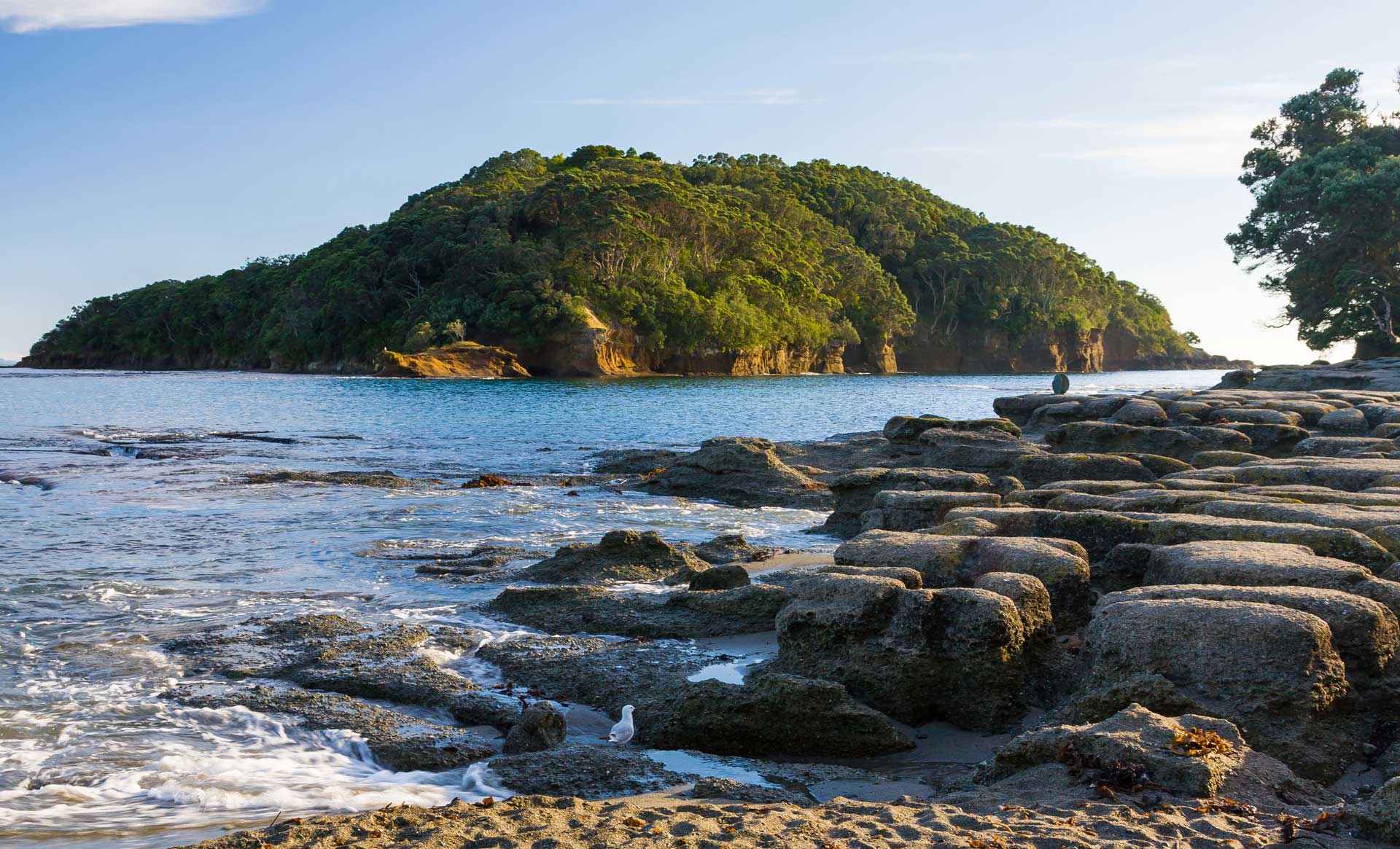 Bellbirds, kākā, and vibrant green kākāriki are returning to the parkland, arriving from their protected home on Tiritiri Matangi located in Rodney District, north of Auckland.